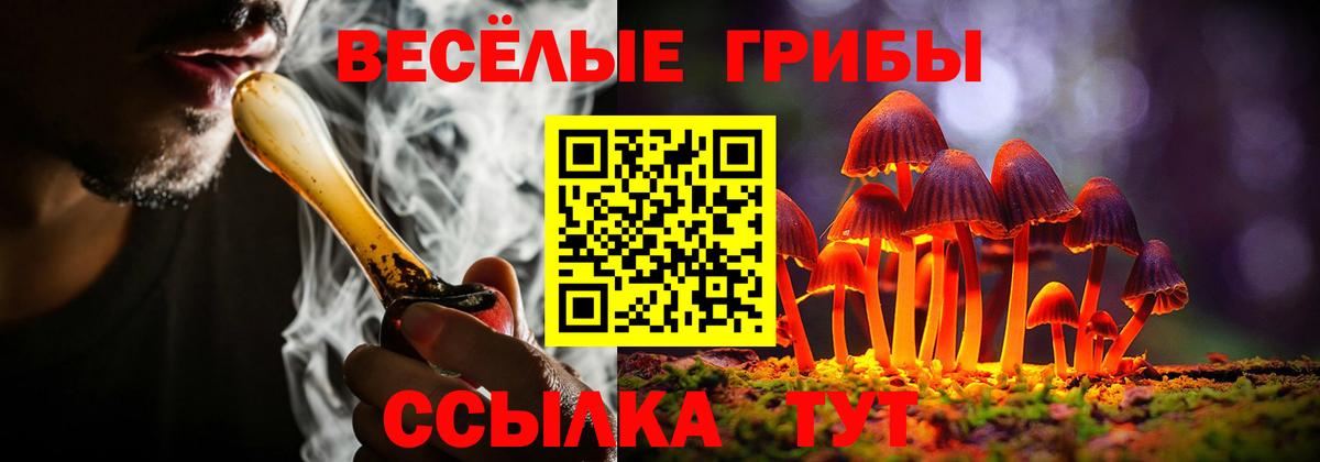 Тара  Псилоцибиновые грибы Psilocybe  Вход с VPN 